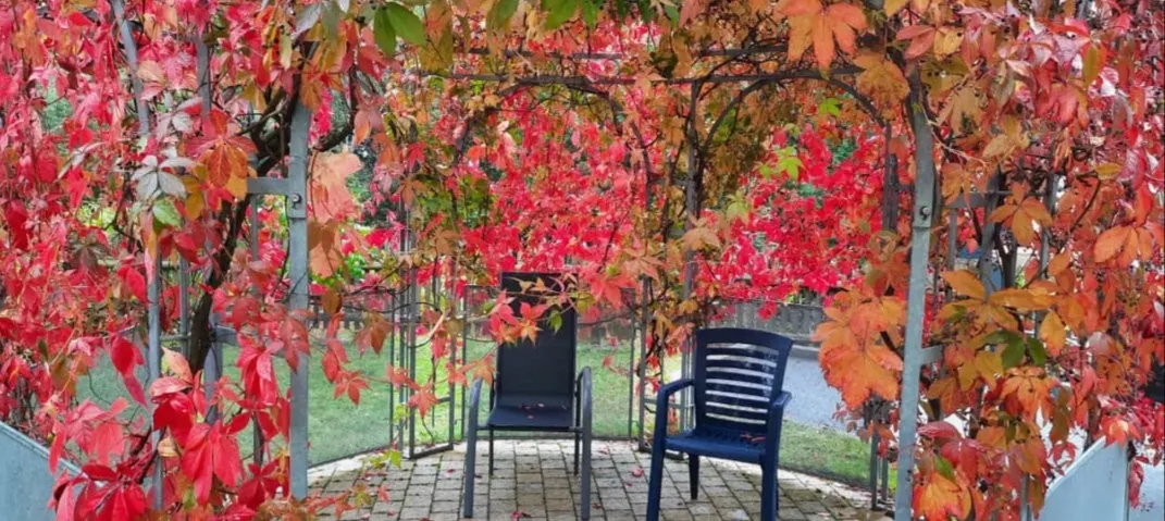 seniorenpflege-schottenberg-pergola-herbstlaub